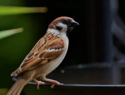 4 Trik Jitu Jinakkan Burung Gereja yang Gesit