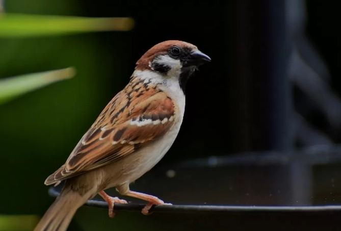 Burung gereja