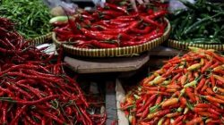 Harga Cabai
