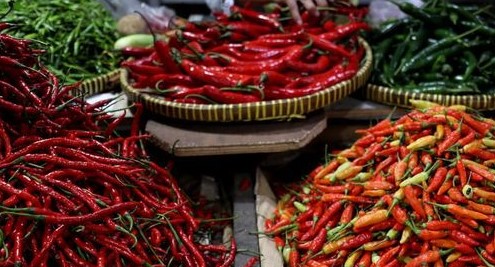 Harga Cabai